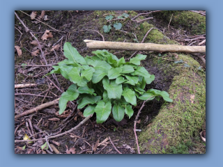 Lords-and-Ladies  Arum maculatum in Hetton House Wood 2.jpg